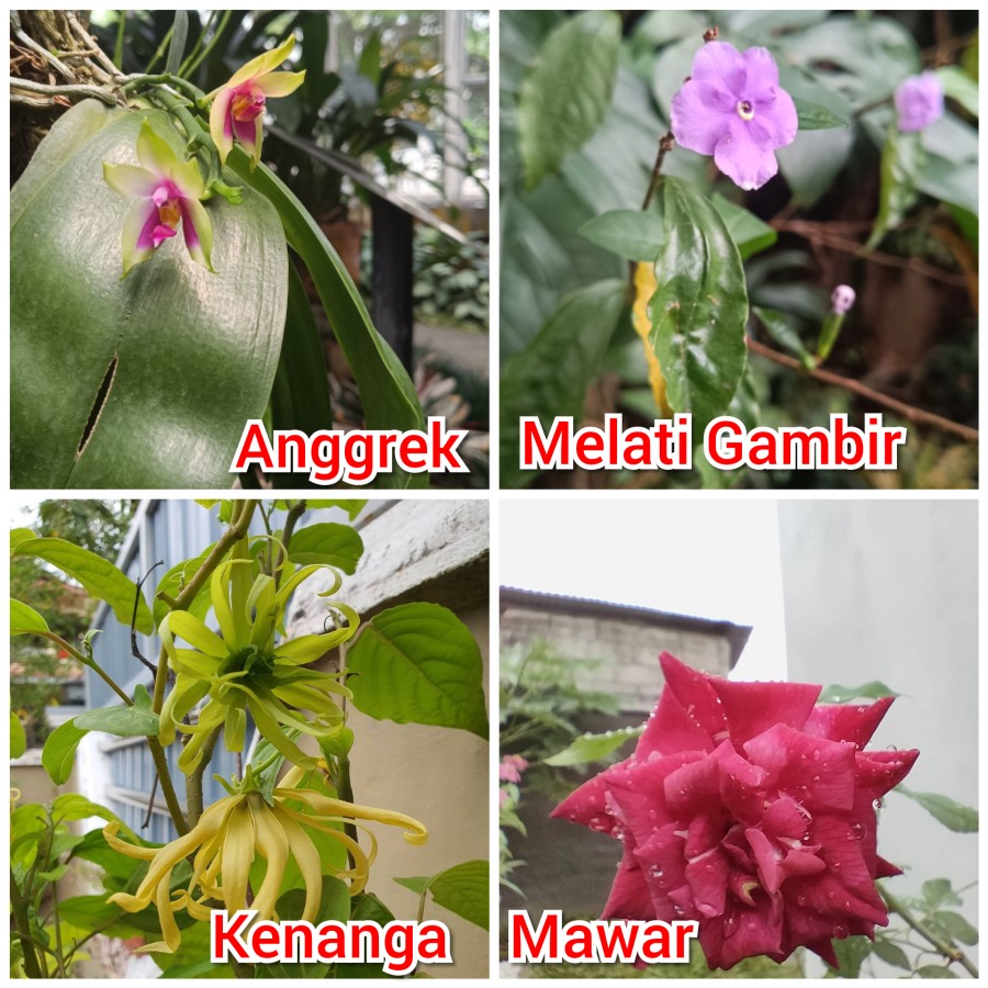 Pasundan Beauty limited edition - Image 4